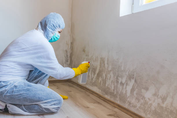 Licensed Mold Inspection service in Fairview, TX - WQB Mold Removal