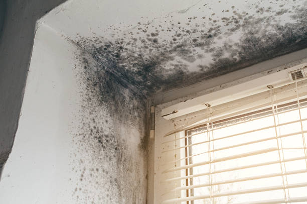 Affordable Mold Inspection solutions in Fairview, TX