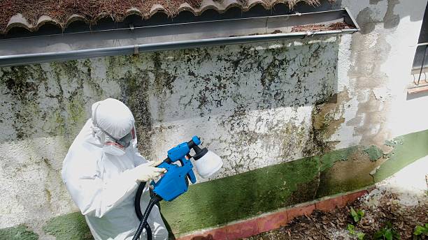 Top rated local Mold Inspection specialists in Fairview, TX
